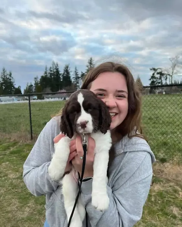 english springer spaniel adoption