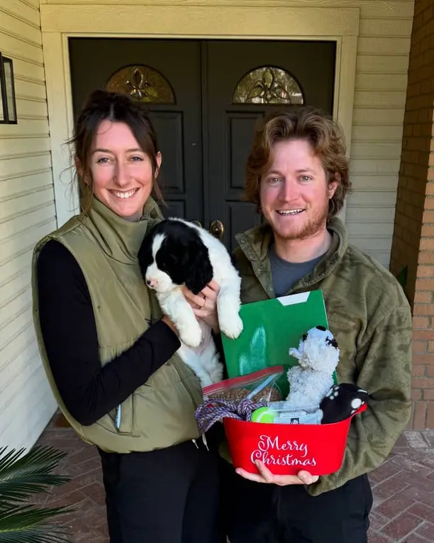akc english springer spaniel puppies