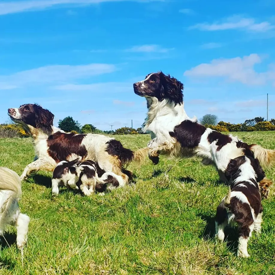 akc english springer spaniel breeders