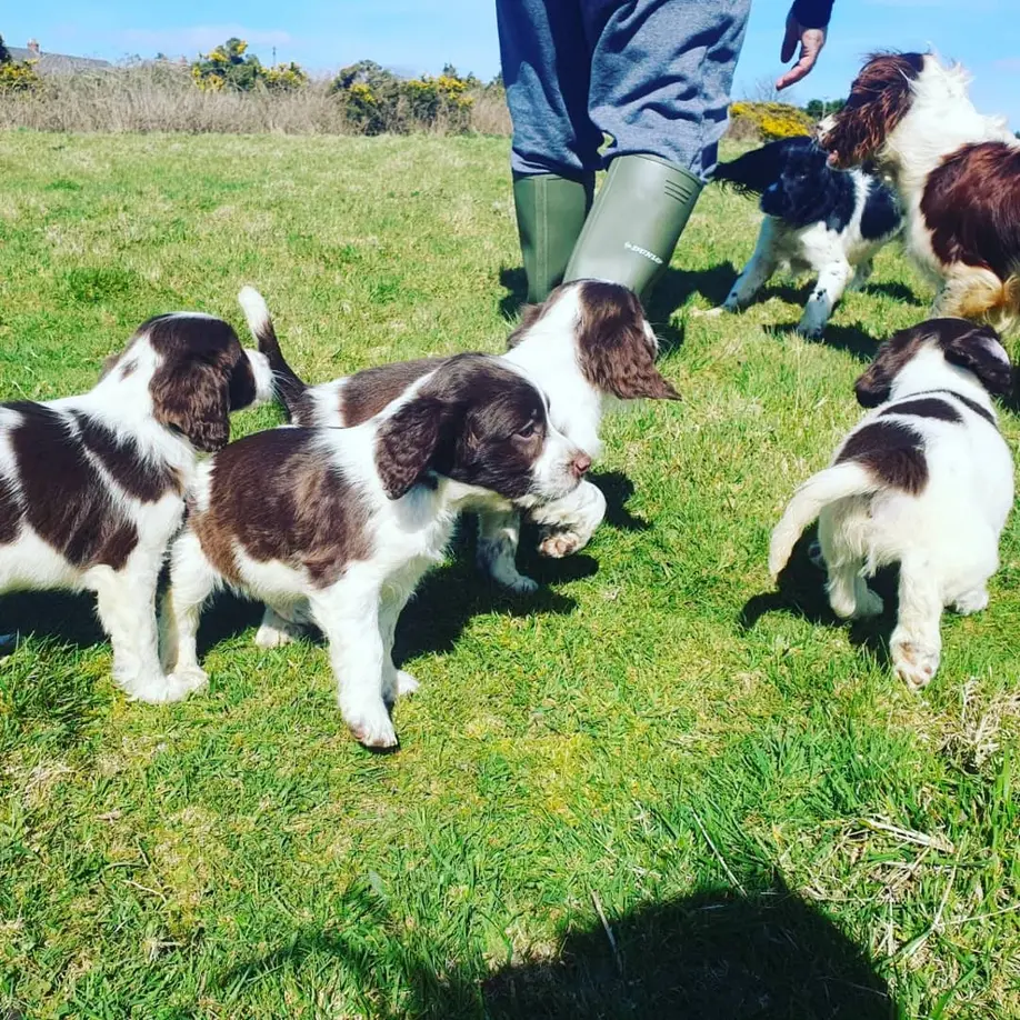 akc english springer spaniel