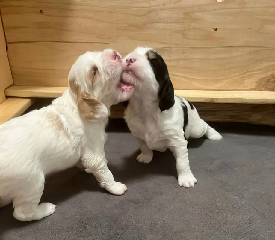 akc english springer spaniel puppies