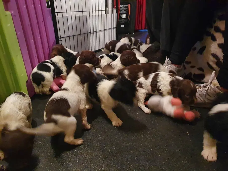 akc english springer spaniel breeders