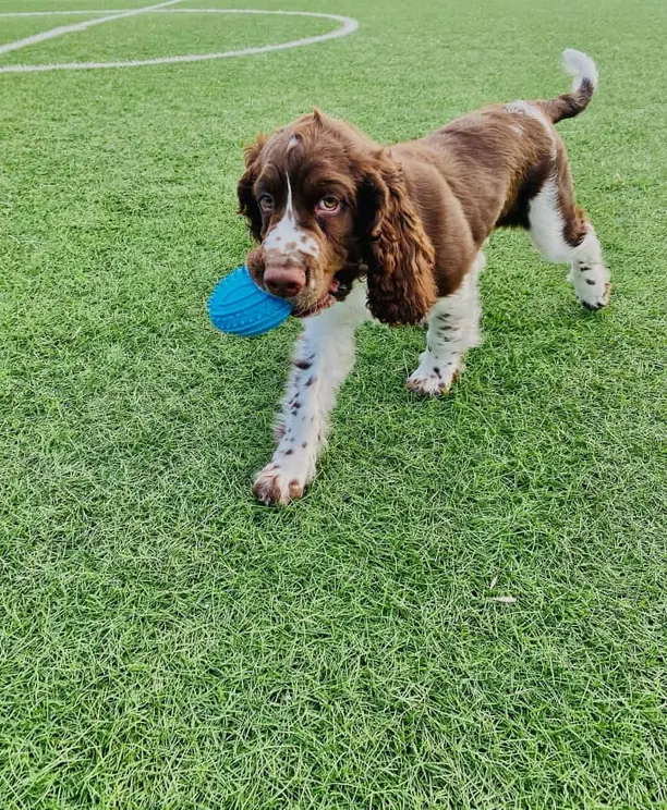 english springer spaniel akc