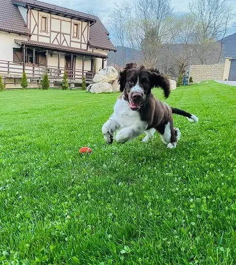 english springer spaniel akc standard