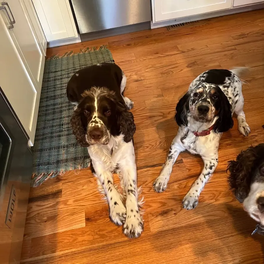 english springer spaniel