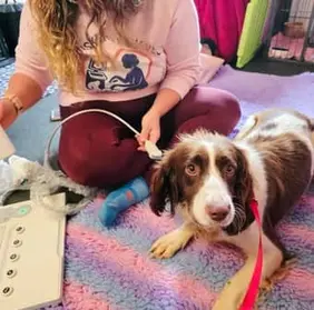 english springer spaniel