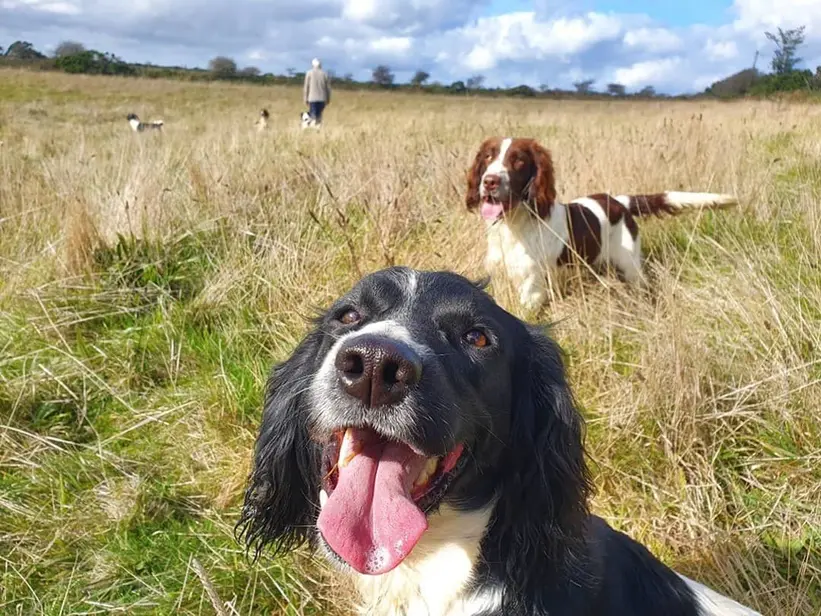 english springer spaniel