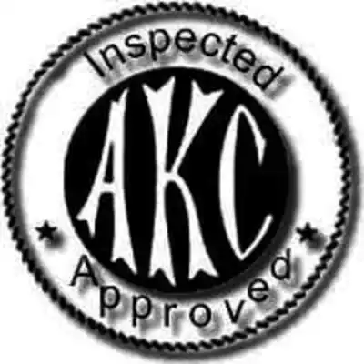 akc english springer spaniel breeders