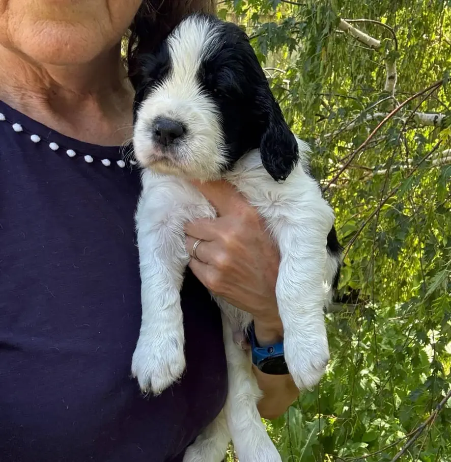 english springer spaniel pup