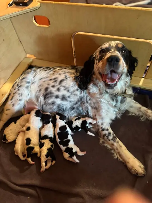 english springer spaniel akc standard