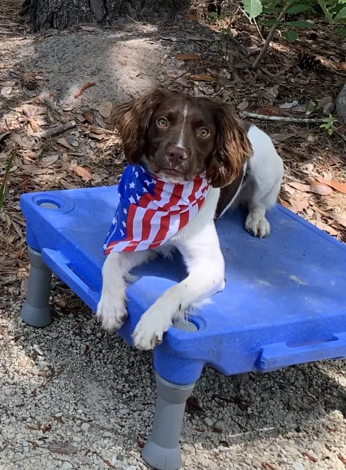 adult english springer spaniel