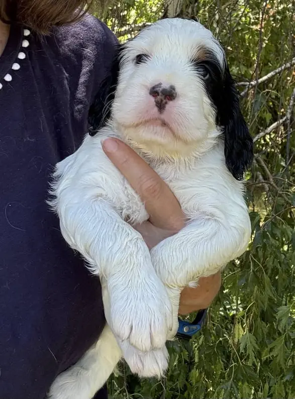 english springer spaniel for sale