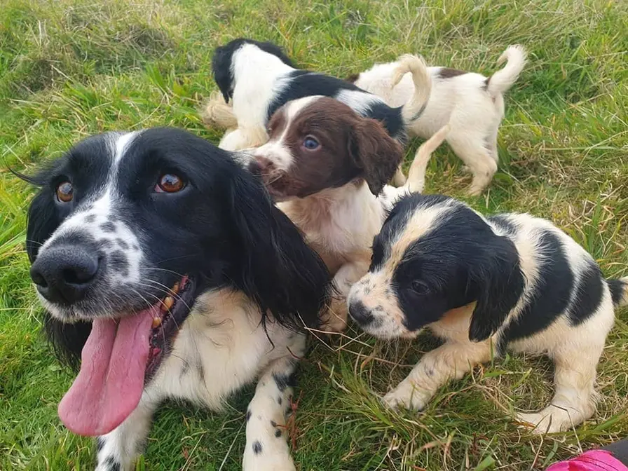 tri color english springer spaniel