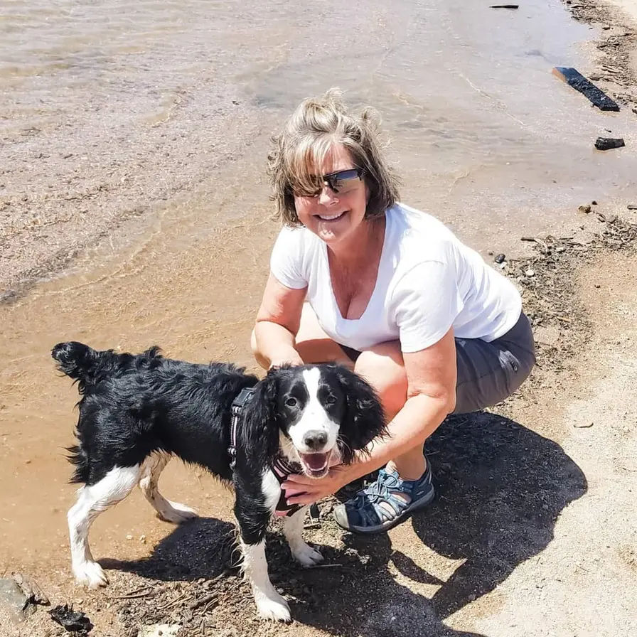 english springer spaniel adult