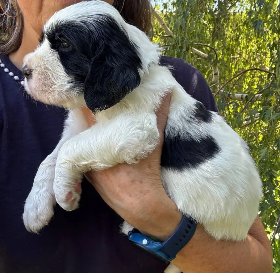 english springer spaniel puppies near me