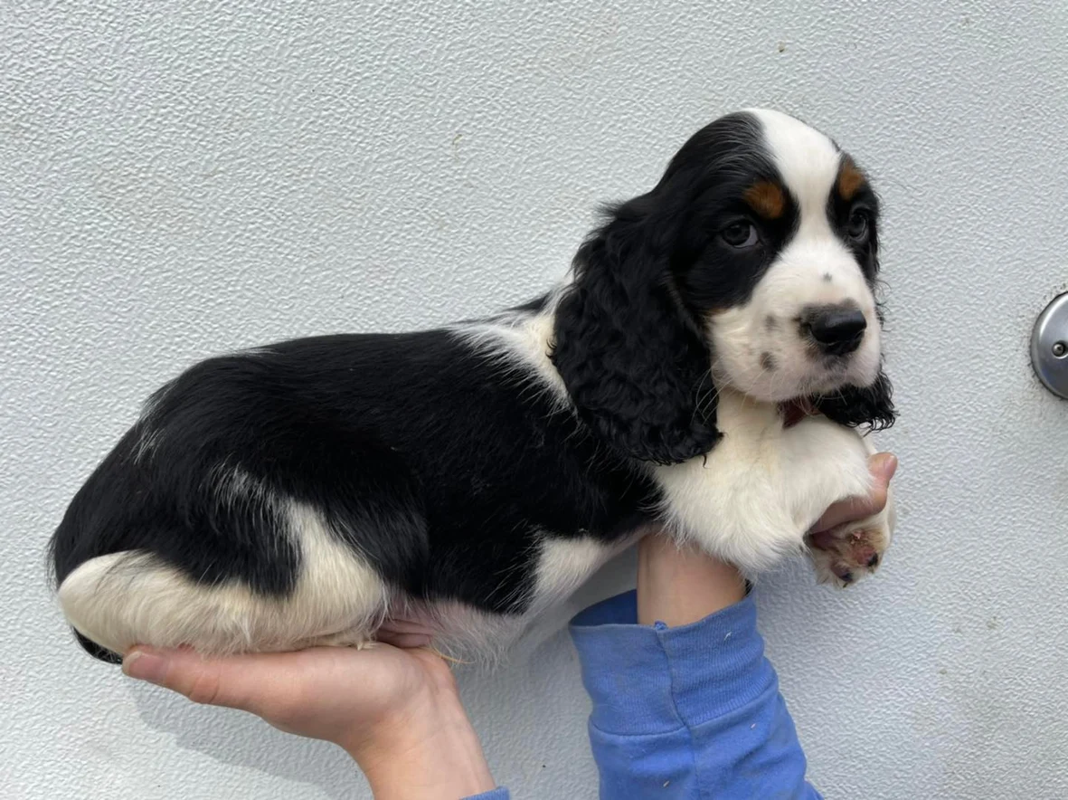 english springer spaniel