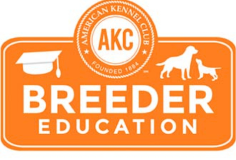 akc english springer spaniel