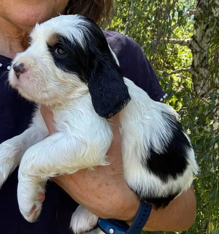 english springer spaniel for sale
