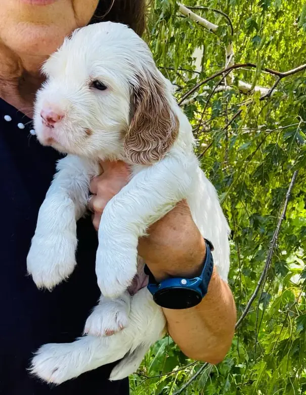 english springer spaniel puppies for sale