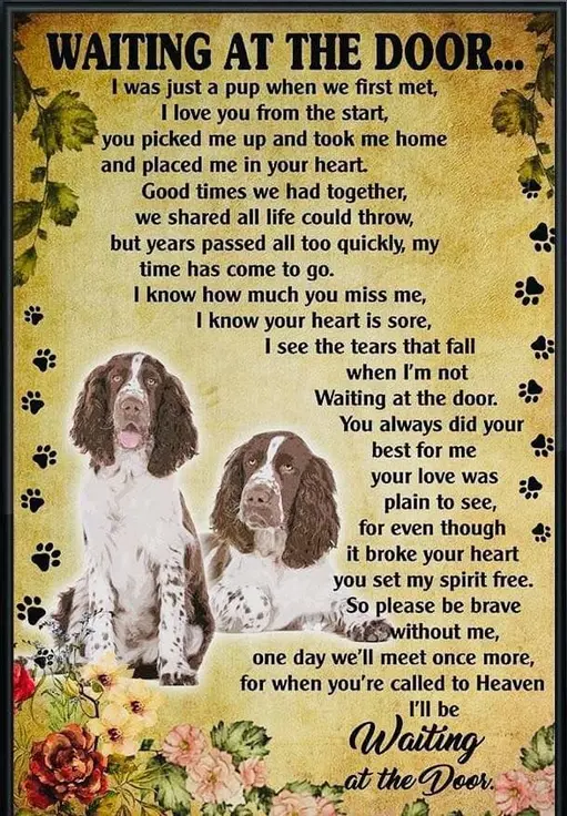 english springer spaniel akc