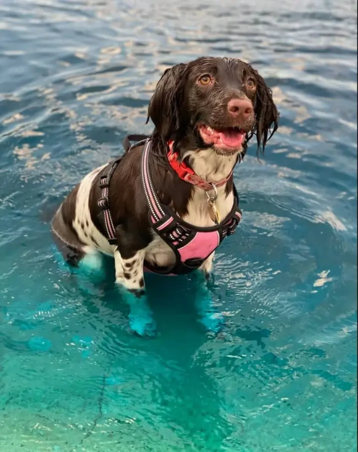 adult english springer spaniel