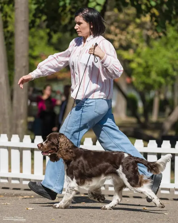 tri color english springer spaniel