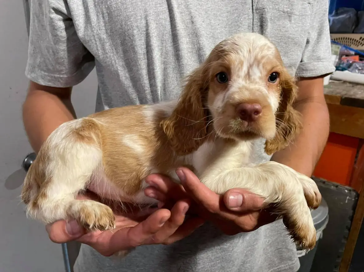english springer spaniel akc