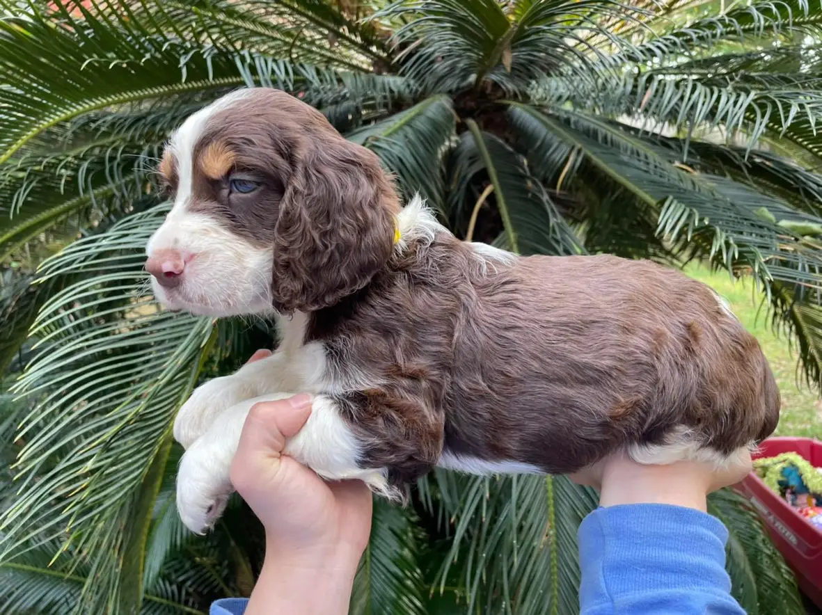 english springer spaniel akc standard