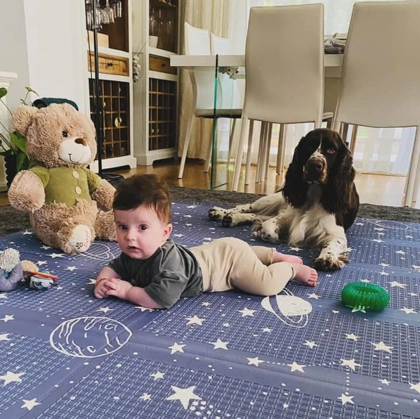 English Springer Spaniel on a toy