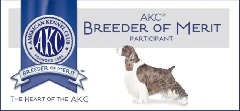 english springer spaniel breeders