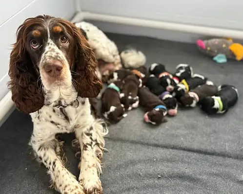 english springer spaniel colors