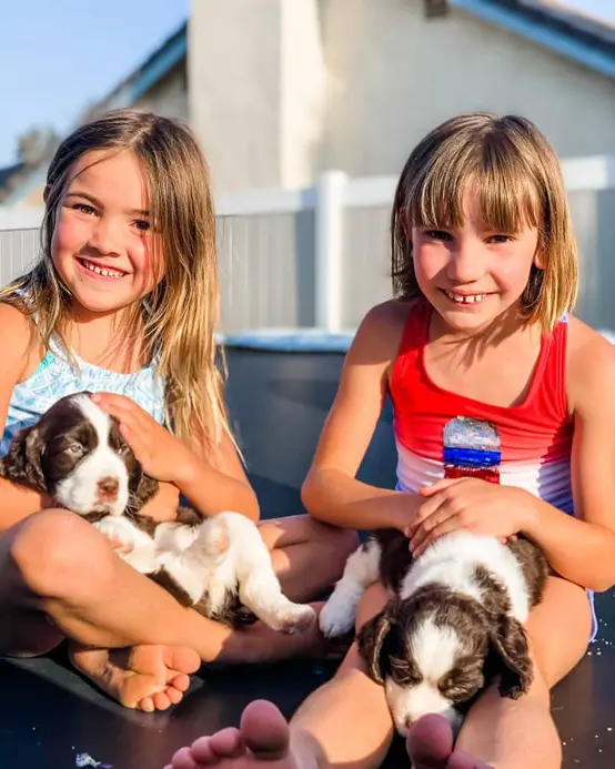 english springer spaniel breeders