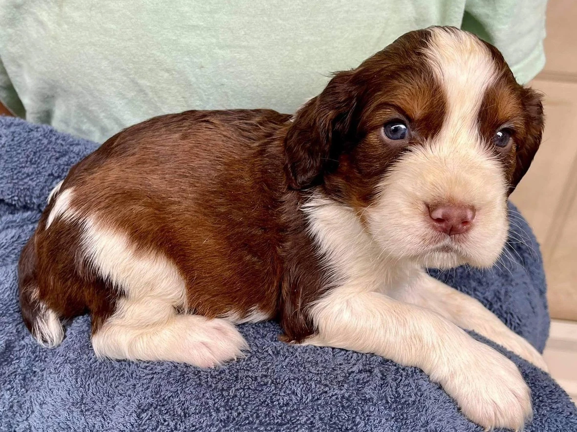 english springer spaniel akc standard