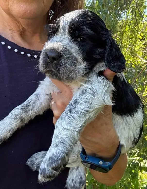 english springer spaniel
