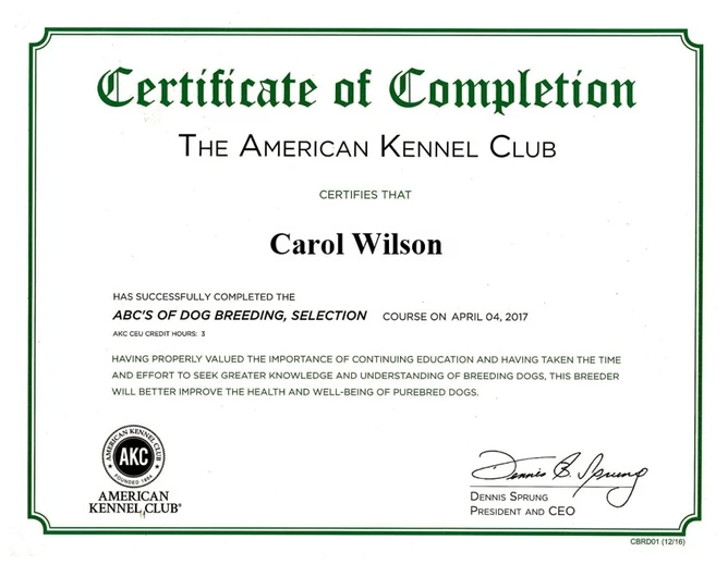 akc english springer spaniel breeders