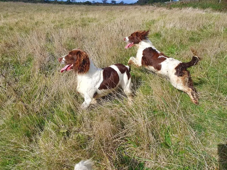 english springer spaniel
