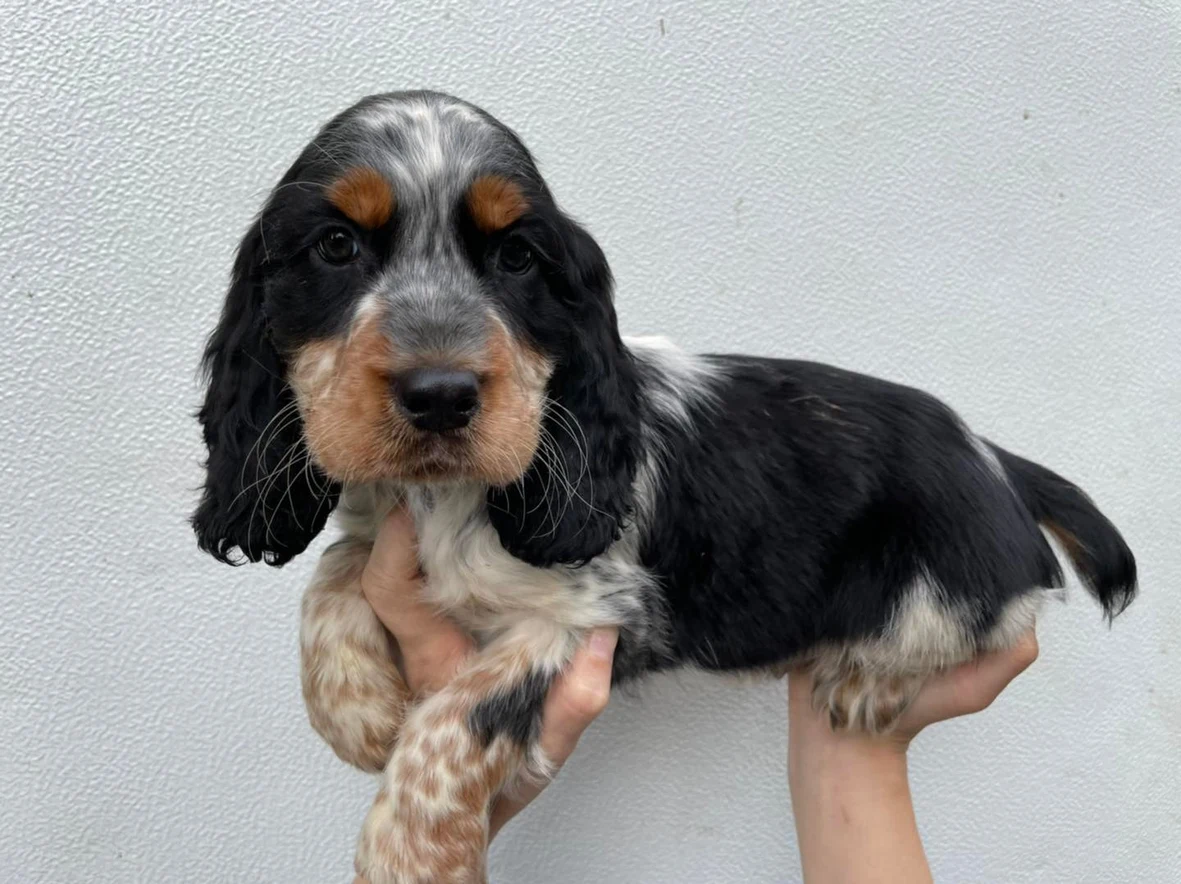 english springer spaniel for sale