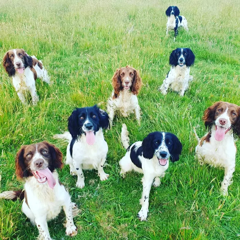 english springer spaniel for sale